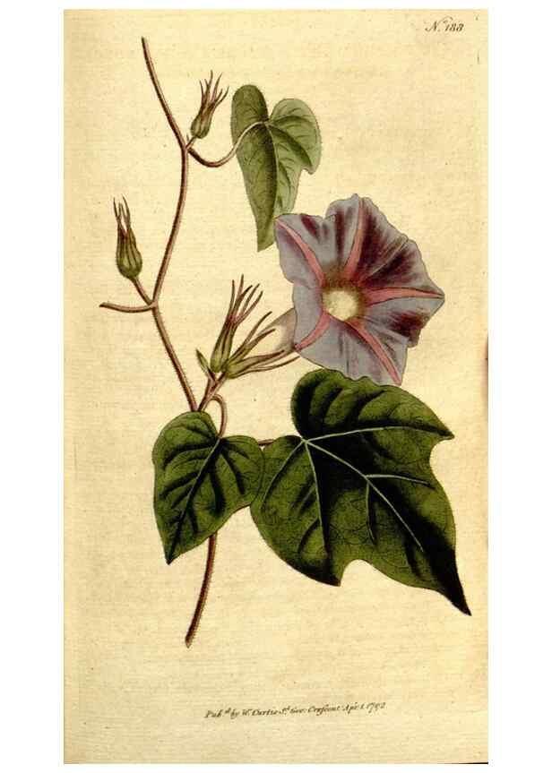 Reproducción/Reproduction 8559502069: The Botanical magazine, or, Flower-garden displayed ... /. [S.l. :s.n.],1790-1800 ;