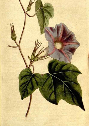 Reproducción/Reproduction 8559502069: The Botanical magazine, or, Flower-garden displayed ... /. [S.l. :s.n.],1790-1800 ;