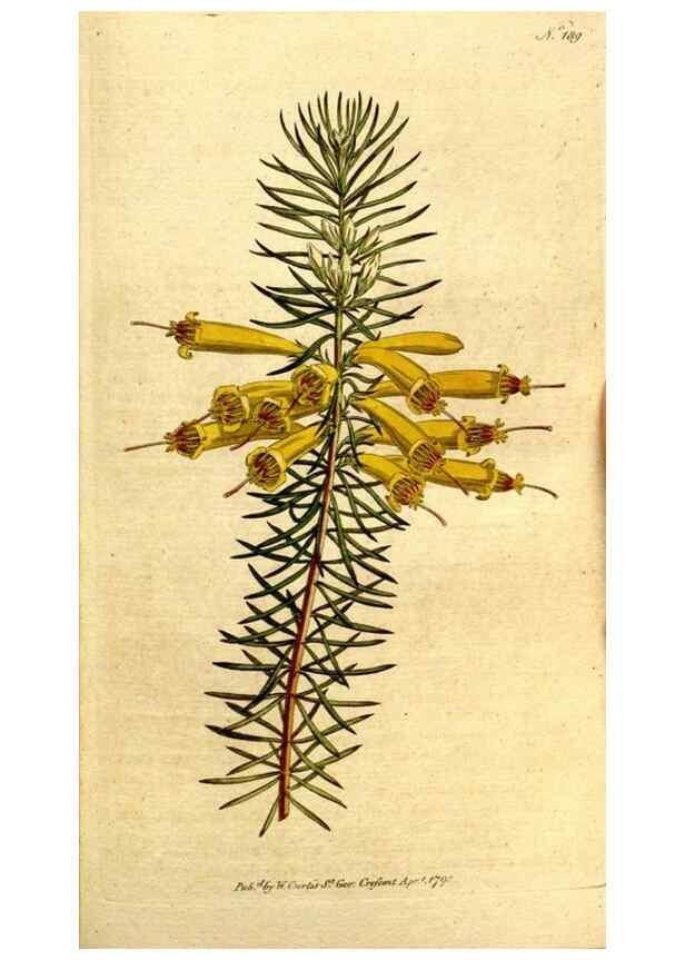 Reproducción/Reproduction 8559502643: The Botanical magazine, or, Flower-garden displayed ... /. [S.l. :s.n.],1790-1800 ;