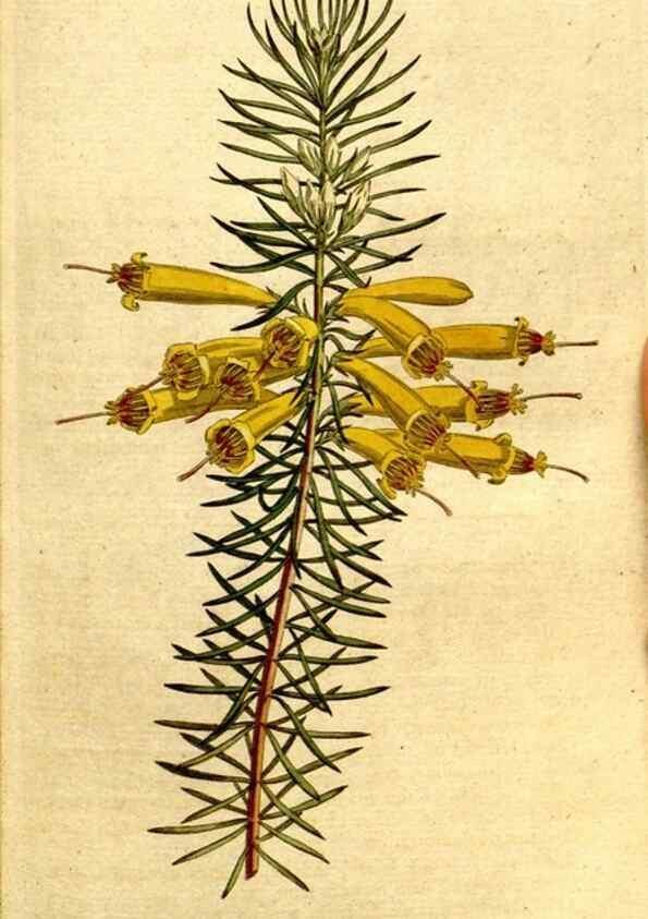 Reproducción/Reproduction 8559502643: The Botanical magazine, or, Flower-garden displayed ... /. [S.l. :s.n.],1790-1800 ;