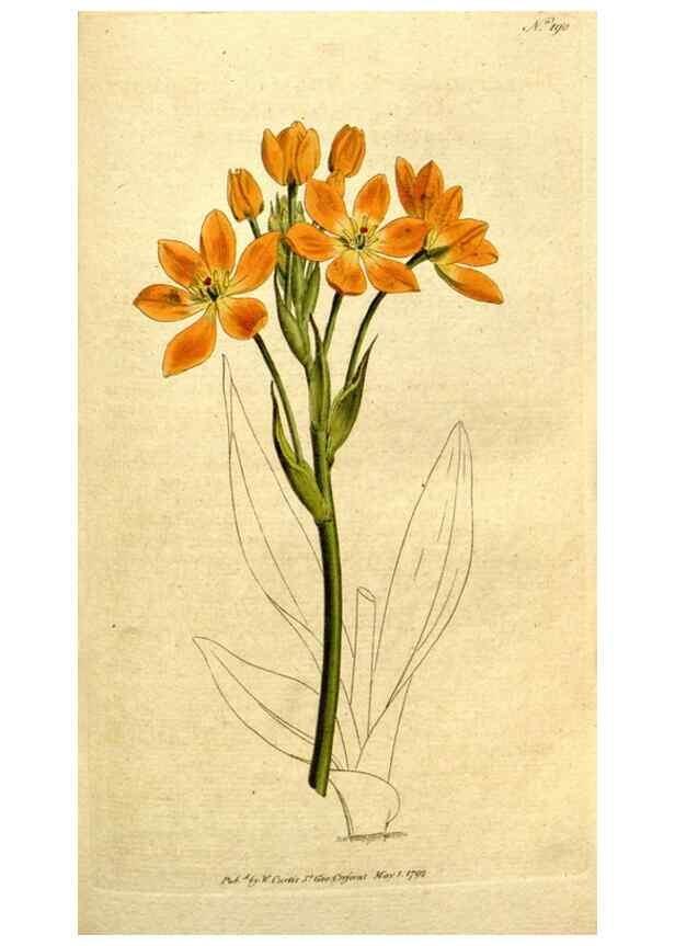 Reproducción/Reproduction 8560611656: The Botanical magazine, or, Flower-garden displayed ... /. [S.l. :s.n.],1790-1800 ;