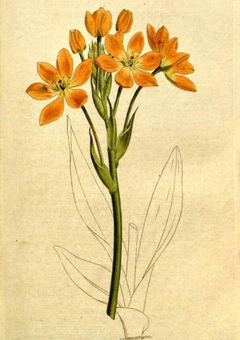 Reproducción/Reproduction 8560611656: The Botanical magazine, or, Flower-garden displayed ... /. [S.l. :s.n.],1790-1800 ;
