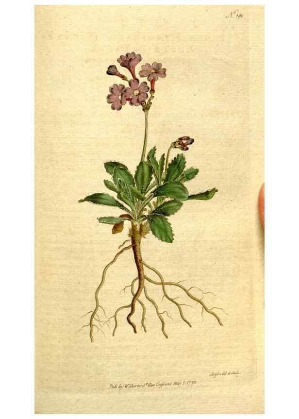 Reproducción/Reproduction 8560612270: The Botanical magazine, or, Flower-garden displayed ... /. [S.l. :s.n.],1790-1800 ;