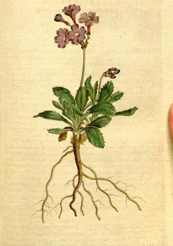 Reproducción/Reproduction 8560612270: The Botanical magazine, or, Flower-garden displayed ... /. [S.l. :s.n.],1790-1800 ;