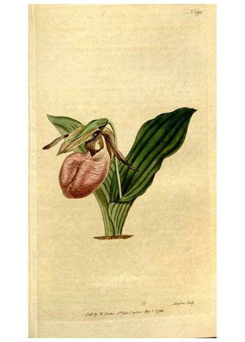 Reproducción/Reproduction 8559504535: The Botanical magazine, or, Flower-garden displayed ... /. [S.l. :s.n.],1790-1800 ;