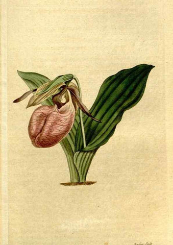 Reproducción/Reproduction 8559504535: The Botanical magazine, or, Flower-garden displayed ... /. [S.l. :s.n.],1790-1800 ;
