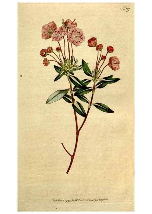 Reproducción/Reproduction 8560602316: The Botanical magazine, or, Flower-garden displayed ... /. [S.l. :s.n.],1790-1800 ;