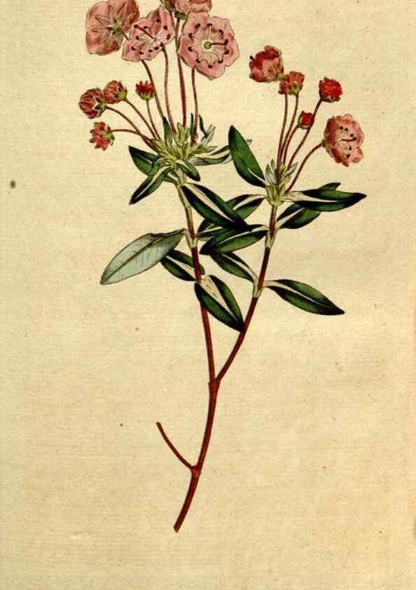 Reproducción/Reproduction 8560602316: The Botanical magazine, or, Flower-garden displayed ... /. [S.l. :s.n.],1790-1800 ;