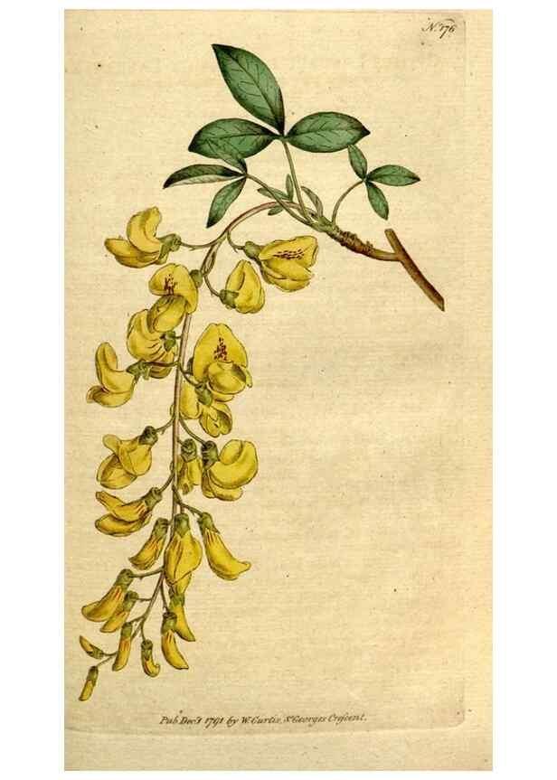 Reproducción/Reproduction 8560601646: The Botanical magazine, or, Flower-garden displayed ... /. [S.l. :s.n.],1790-1800 ;