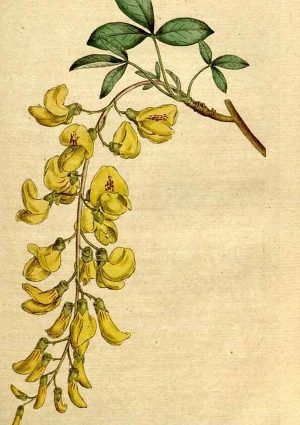 Reproducción/Reproduction 8560601646: The Botanical magazine, or, Flower-garden displayed ... /. [S.l. :s.n.],1790-1800 ;