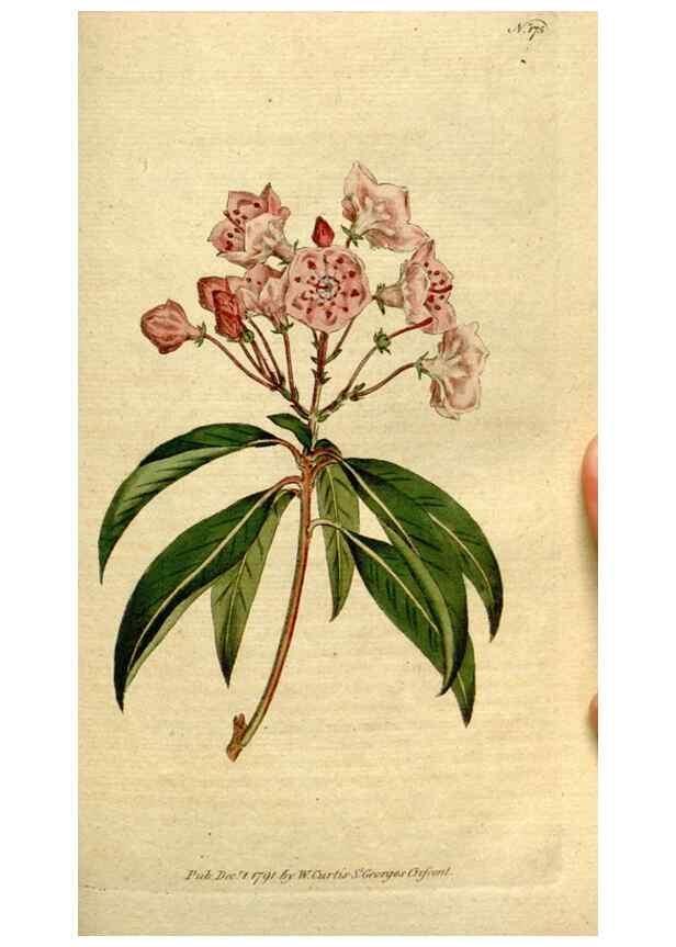 Reproducción/Reproduction 8559492821: The Botanical magazine, or, Flower-garden displayed ... /. [S.l. :s.n.],1790-1800 ;