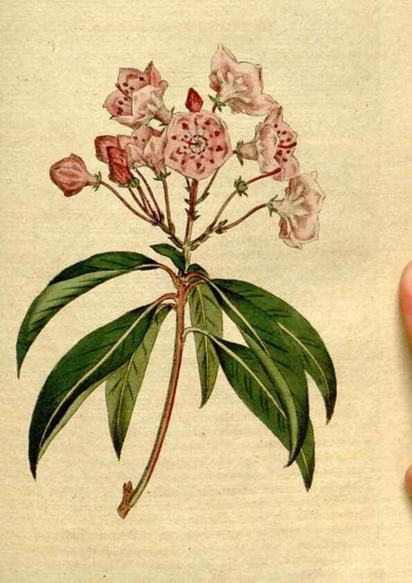 Reproducción/Reproduction 8559492821: The Botanical magazine, or, Flower-garden displayed ... /. [S.l. :s.n.],1790-1800 ;