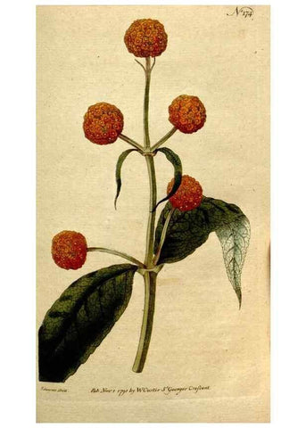 Reproducción/Reproduction 8560600492: The Botanical magazine, or, Flower-garden displayed ... /. [S.l. :s.n.],1790-1800 ;