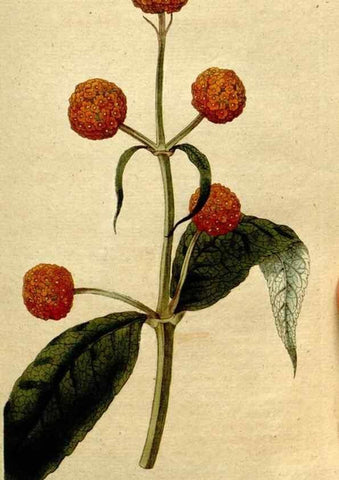 Reproducción/Reproduction 8560600492: The Botanical magazine, or, Flower-garden displayed ... /. [S.l. :s.n.],1790-1800 ;