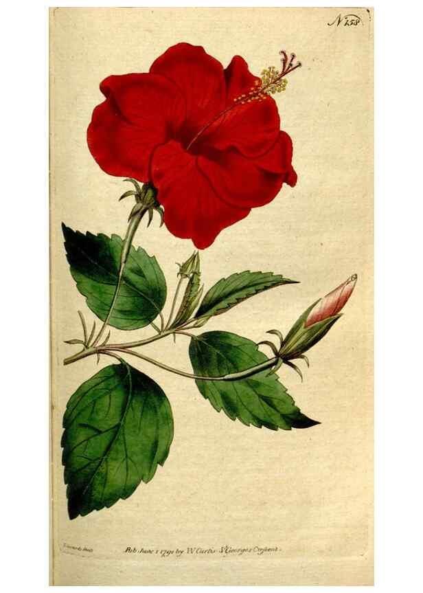 Reproducción/Reproduction 8559481797: The Botanical magazine, or, Flower-garden displayed ... /. [S.l. :s.n.],1790-1800 ;