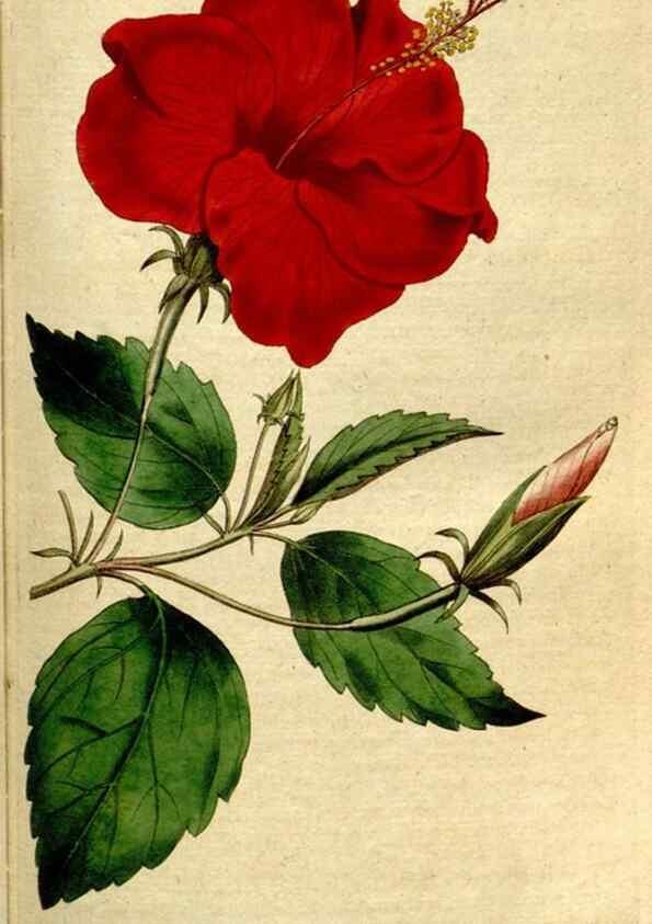 Reproducción/Reproduction 8559481797: The Botanical magazine, or, Flower-garden displayed ... /. [S.l. :s.n.],1790-1800 ;