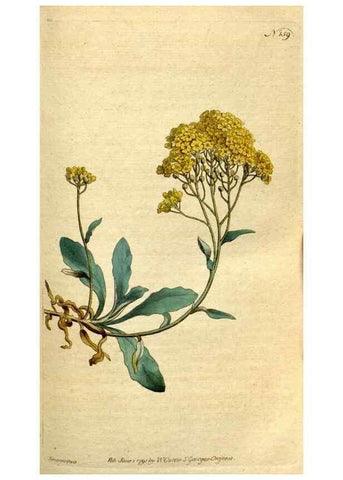 Reproducción/Reproduction 8559482437: The Botanical magazine, or, Flower-garden displayed ... /. [S.l. :s.n.],1790-1800 ;