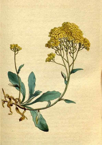 Reproducción/Reproduction 8559482437: The Botanical magazine, or, Flower-garden displayed ... /. [S.l. :s.n.],1790-1800 ;