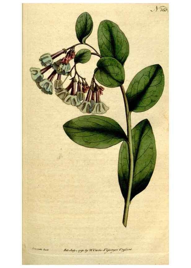 Reproducción/Reproduction 8560591774: The Botanical magazine, or, Flower-garden displayed ... /. [S.l. :s.n.],1790-1800 ;