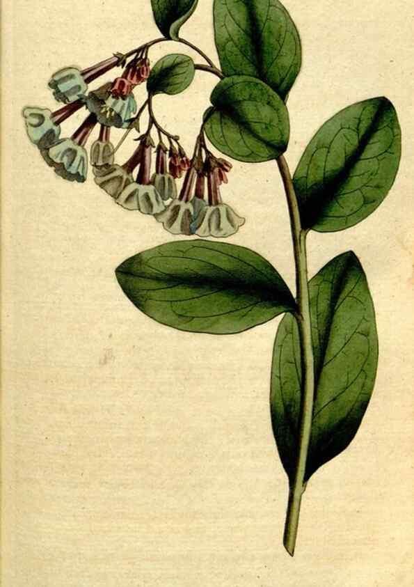Reproducción/Reproduction 8560591774: The Botanical magazine, or, Flower-garden displayed ... /. [S.l. :s.n.],1790-1800 ;