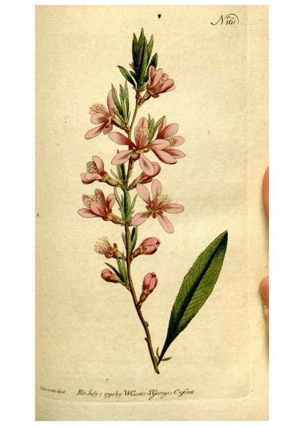 Reproducción/Reproduction 8560592476: The Botanical magazine, or, Flower-garden displayed ... /. [S.l. :s.n.],1790-1800 ;