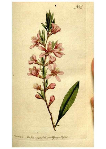 Reproducción/Reproduction 8560592476: The Botanical magazine, or, Flower-garden displayed ... /. [S.l. :s.n.],1790-1800 ;