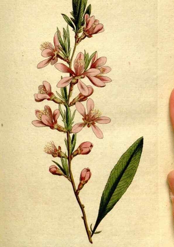Reproducción/Reproduction 8560592476: The Botanical magazine, or, Flower-garden displayed ... /. [S.l. :s.n.],1790-1800 ;