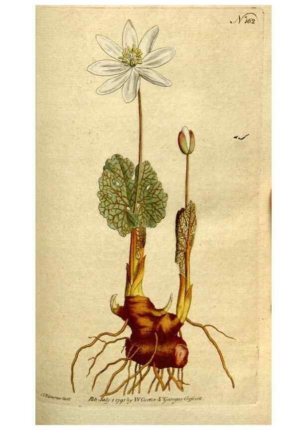 Reproducción/Reproduction 8560593208: The Botanical magazine, or, Flower-garden displayed ... /. [S.l. :s.n.],1790-1800 ;