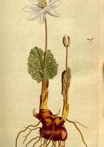 Reproducción/Reproduction 8560593208: The Botanical magazine, or, Flower-garden displayed ... /. [S.l. :s.n.],1790-1800 ;
