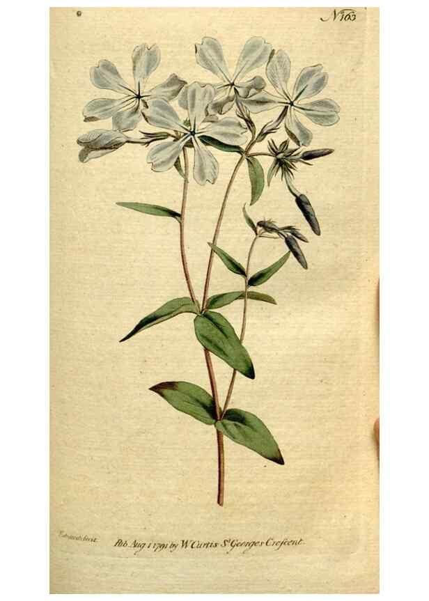 Reproducción/Reproduction 8560594000: The Botanical magazine, or, Flower-garden displayed ... /. [S.l. :s.n.],1790-1800 ;