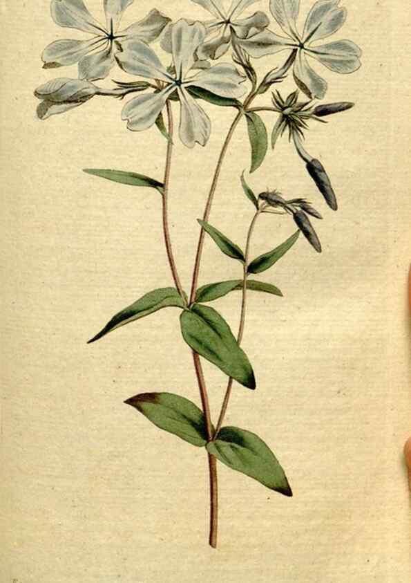 Reproducción/Reproduction 8560594000: The Botanical magazine, or, Flower-garden displayed ... /. [S.l. :s.n.],1790-1800 ;