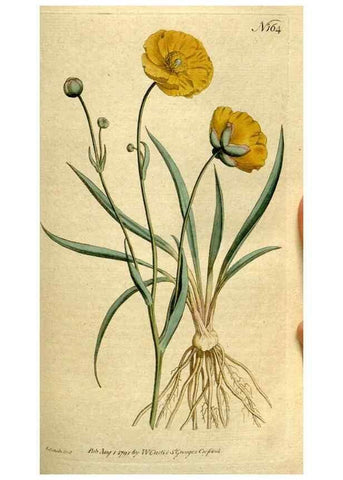 Reproducción/Reproduction 8559486197: The Botanical magazine, or, Flower-garden displayed ... /. [S.l. :s.n.],1790-1800 ;