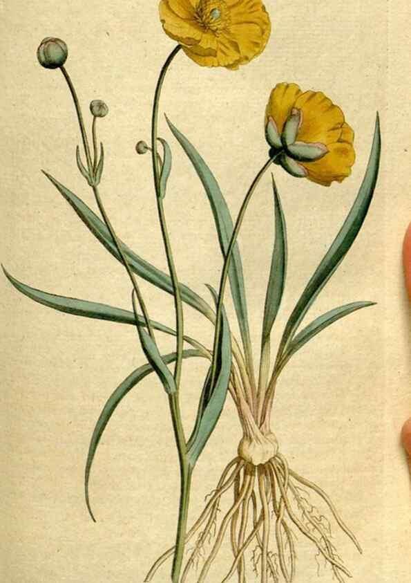 Reproducción/Reproduction 8559486197: The Botanical magazine, or, Flower-garden displayed ... /. [S.l. :s.n.],1790-1800 ;