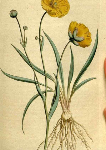 Reproducción/Reproduction 8559486197: The Botanical magazine, or, Flower-garden displayed ... /. [S.l. :s.n.],1790-1800 ;