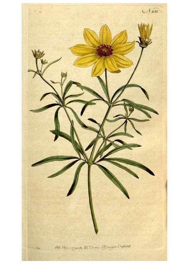 Reproducción/Reproduction 8560588602: The Botanical magazine, or, Flower-garden displayed ... /. [S.l. :s.n.],1790-1800 ;