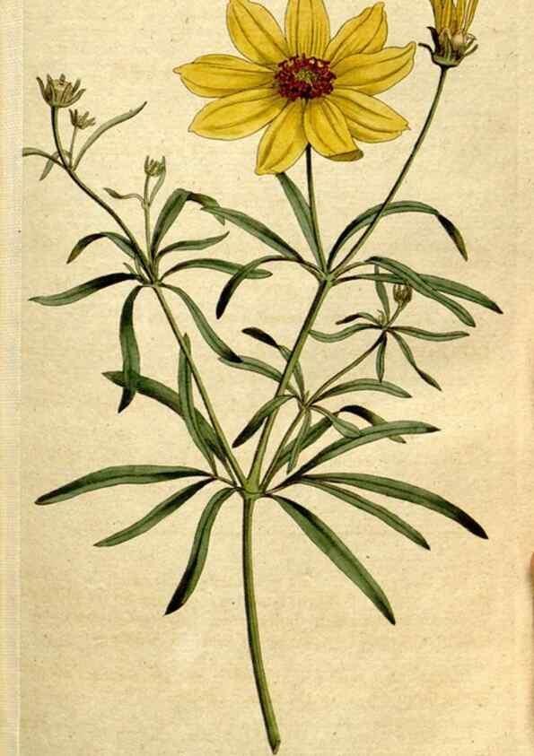 Reproducción/Reproduction 8560588602: The Botanical magazine, or, Flower-garden displayed ... /. [S.l. :s.n.],1790-1800 ;