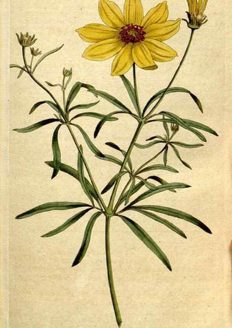 Reproducción/Reproduction 8560588602: The Botanical magazine, or, Flower-garden displayed ... /. [S.l. :s.n.],1790-1800 ;