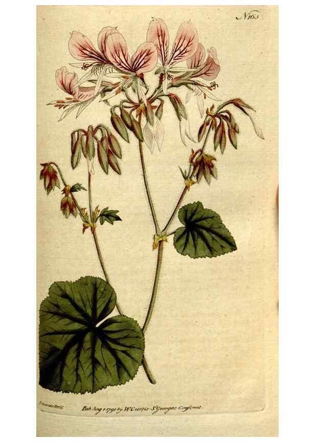 Reproducción/Reproduction 8560595186: The Botanical magazine, or, Flower-garden displayed ... /. [S.l. :s.n.],1790-1800 ;