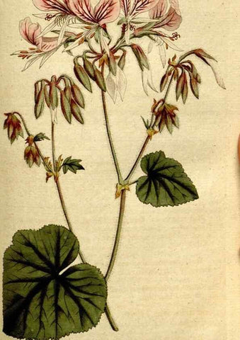 Reproducción/Reproduction 8560595186: The Botanical magazine, or, Flower-garden displayed ... /. [S.l. :s.n.],1790-1800 ;