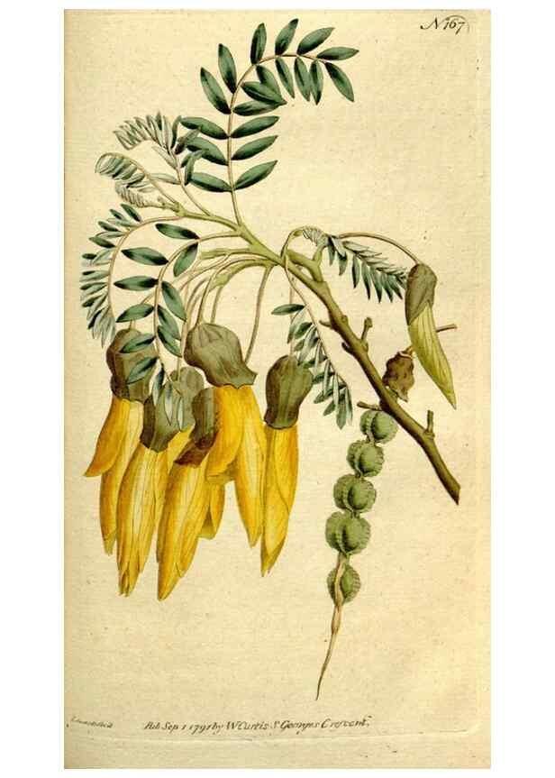 Reproducción/Reproduction 8560596360: The Botanical magazine, or, Flower-garden displayed ... /. [S.l. :s.n.],1790-1800 ;