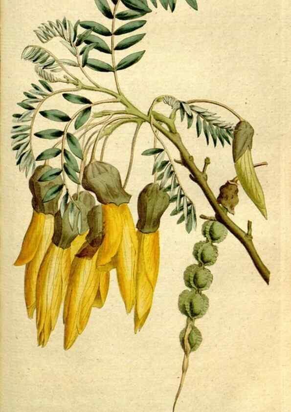 Reproducción/Reproduction 8560596360: The Botanical magazine, or, Flower-garden displayed ... /. [S.l. :s.n.],1790-1800 ;