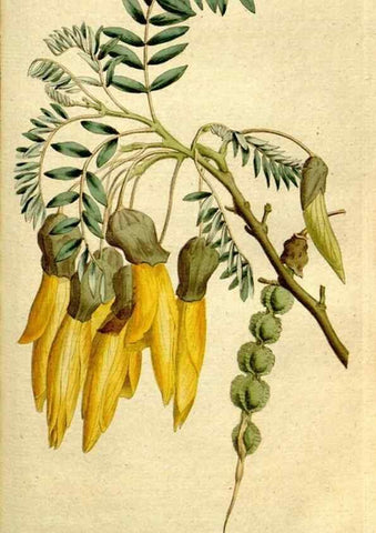 Reproducción/Reproduction 8560596360: The Botanical magazine, or, Flower-garden displayed ... /. [S.l. :s.n.],1790-1800 ;