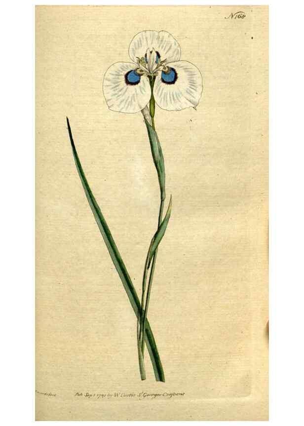 Reproducción/Reproduction 8559488457: The Botanical magazine, or, Flower-garden displayed ... /. [S.l. :s.n.],1790-1800 ;