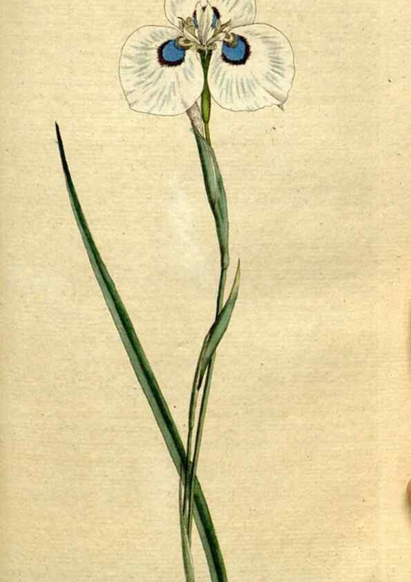 Reproducción/Reproduction 8559488457: The Botanical magazine, or, Flower-garden displayed ... /. [S.l. :s.n.],1790-1800 ;