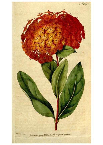 Reproducción/Reproduction 8559489067: The Botanical magazine, or, Flower-garden displayed ... /. [S.l. :s.n.],1790-1800 ;