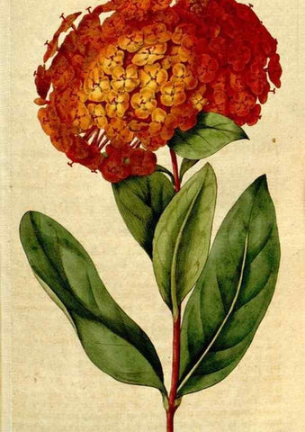 Reproducción/Reproduction 8559489067: The Botanical magazine, or, Flower-garden displayed ... /. [S.l. :s.n.],1790-1800 ;