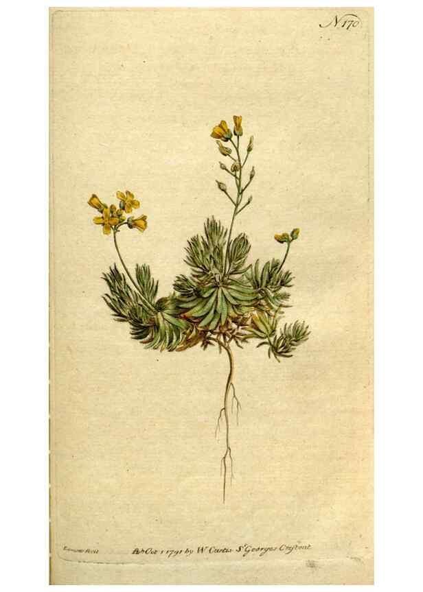 Reproducción/Reproduction 8560598066: The Botanical magazine, or, Flower-garden displayed ... /. [S.l. :s.n.],1790-1800 ;