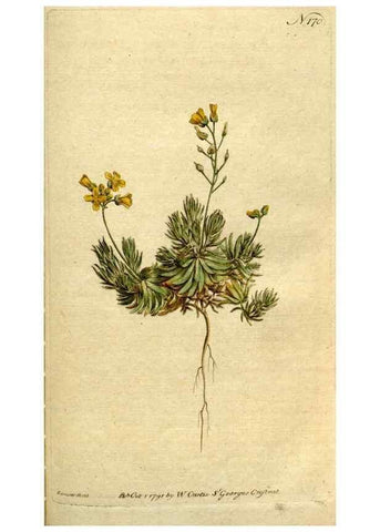Reproducción/Reproduction 8560598066: The Botanical magazine, or, Flower-garden displayed ... /. [S.l. :s.n.],1790-1800 ;