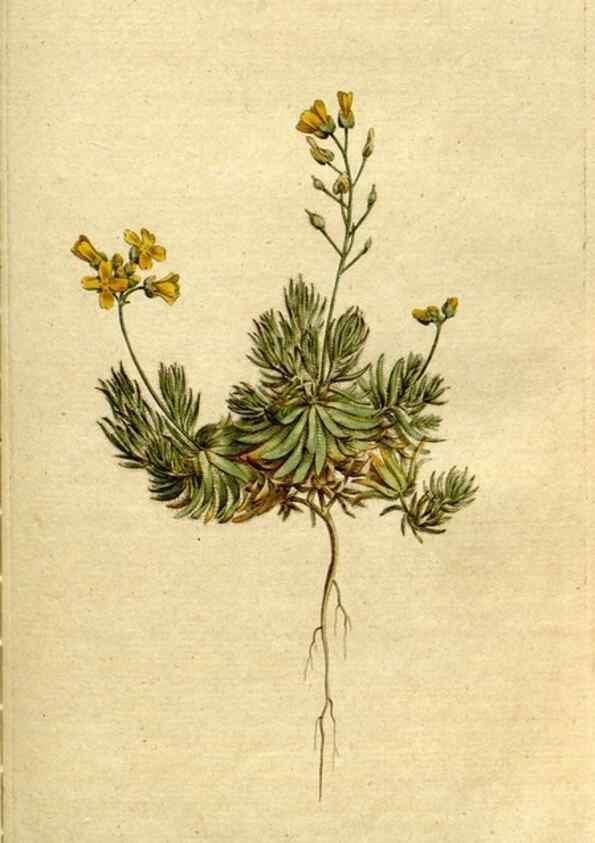 Reproducción/Reproduction 8560598066: The Botanical magazine, or, Flower-garden displayed ... /. [S.l. :s.n.],1790-1800 ;
