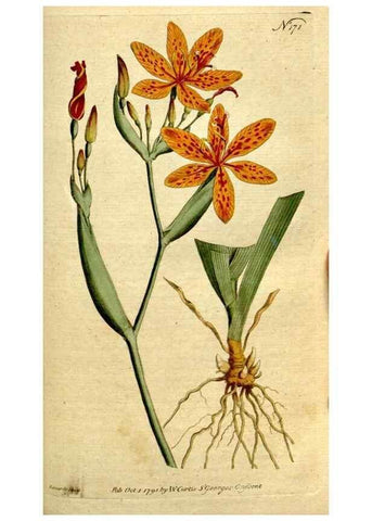 Reproducción/Reproduction 8560598592: The Botanical magazine, or, Flower-garden displayed ... /. [S.l. :s.n.],1790-1800 ;